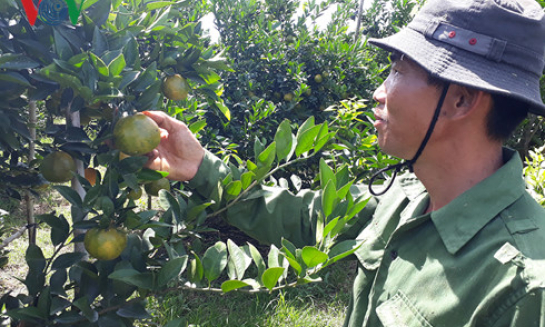 Bà Rịa-Vũng Tàu: Thương lái Trung Quốc thu mua quýt non