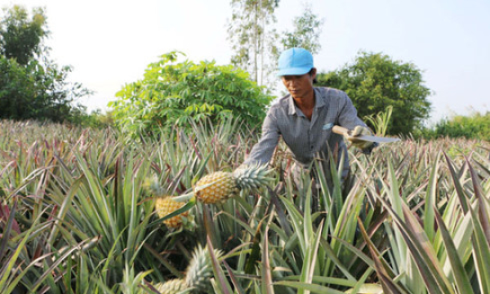 Trồng dứa trên đất phèn thu hàng trăm triệu đồng mỗi năm