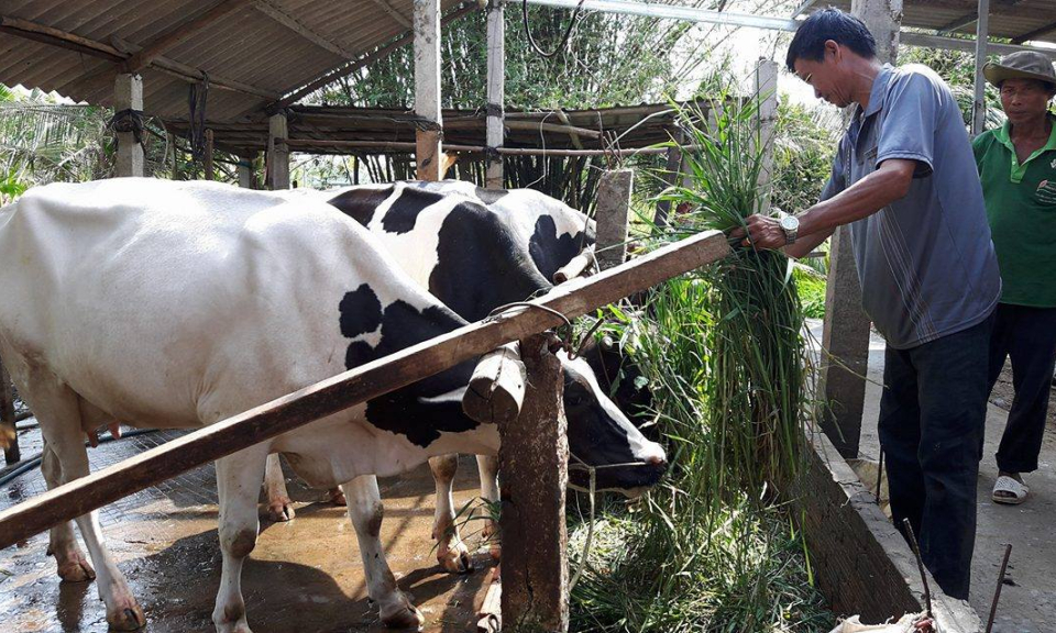 Cựu chiến binh làm giàu từ mô hình nuôi bò sữa.