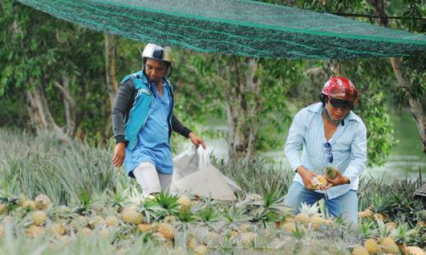 Giá dứa tại Tiền Giang tăng trở lại