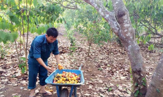 Người trồng điều thất thu, doanh nghiệp &#8216;đói&#8217; nguyên liệu