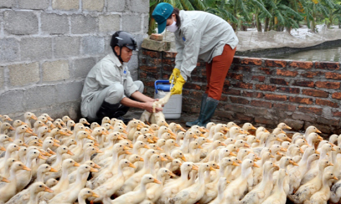 Ban hành Chương trình Quốc gia giám sát bệnh cúm gia cầm