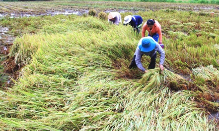 Gần 800ha lúa đông xuân bị đỗ ngã do mưa tại Tân Hưng