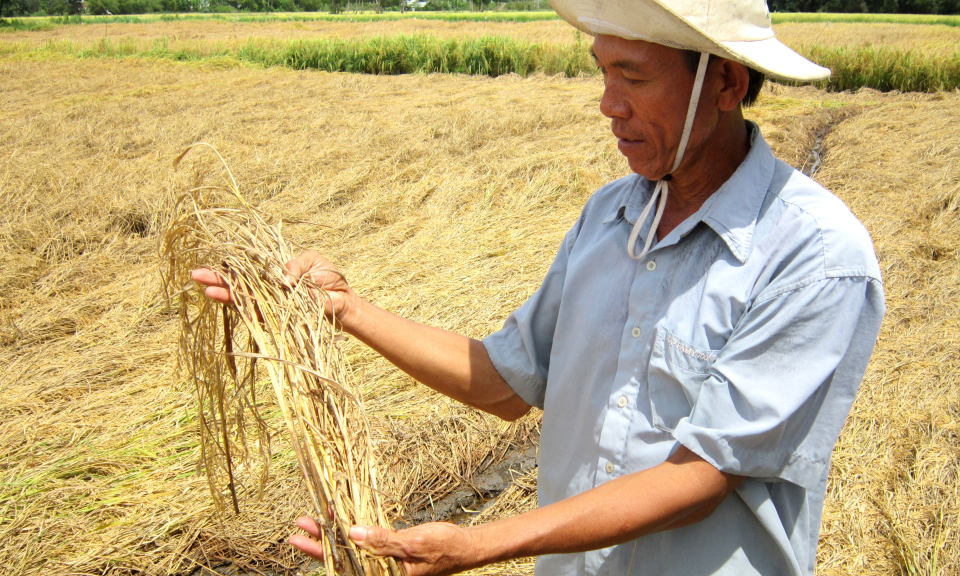 Nông dân Mộc Hoá âu lo vì nguy cơ sản xuất bị lỗ do dịch hại trên lúa