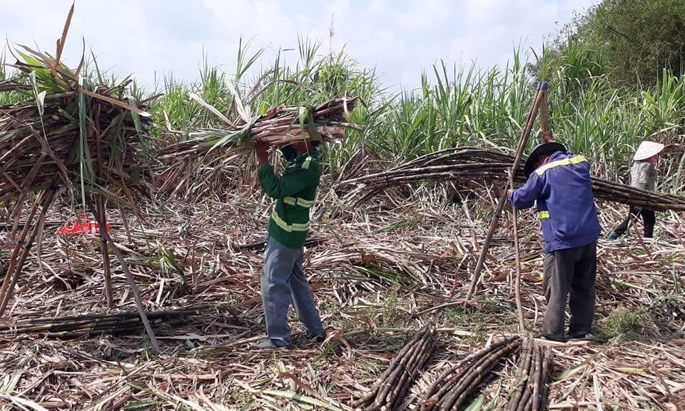 Bến Lức: Diện tích cây mía tiếp tục giảm