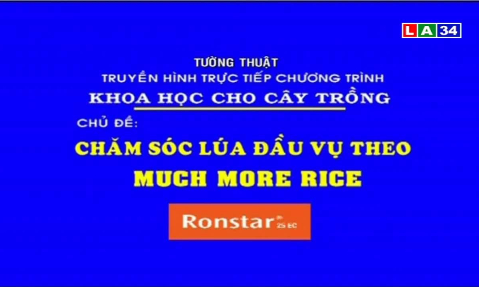 Chăm sóc lúa đầu vụ theo Much More Rice