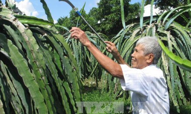 Sản xuất nông nghiệp hữu cơ đang thu hút nhiều nhà nông