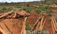 Để xảy ra phá rừng nghiêm trọng, 5 cán bộ kiểm lâm ở Đắk Nông bị kỷ luật