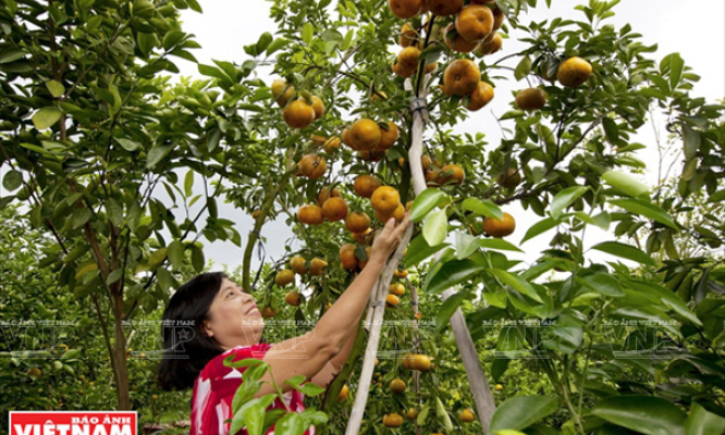 Đồng Tháp: Liên kết tiêu thụ nhiều loại trái cây đặc sản