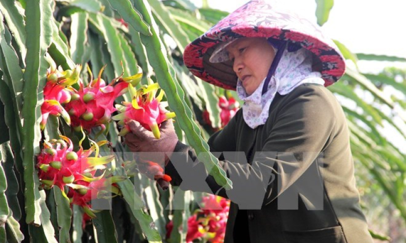 Giải bài toán tìm đầu ra cho các mặt hàng nông sản Việt Nam