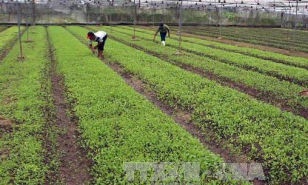 15 tiêu chí đánh giá tái cơ cấu ngành nông nghiệp