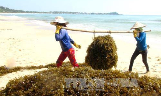 Rong mơ có giá cao, ngư dân Quảng Ngãi rộn ràng khai thác