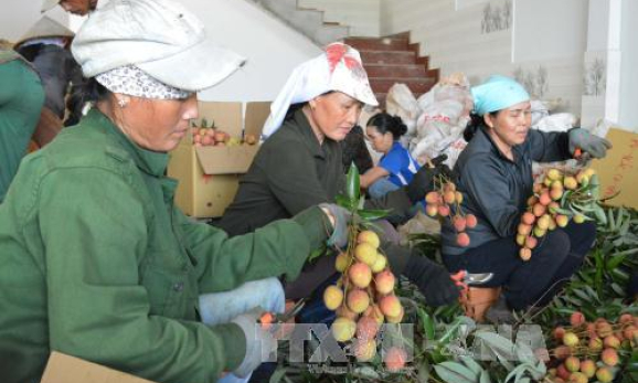 Làm giàu từ cây vải thiều trên đất Tây Nguyên