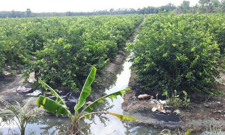 Làm giàu từ trồng chanh không hạt