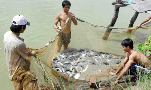 Long An hỗ trợ phát triển thủy sản Đồng Tháp Mười