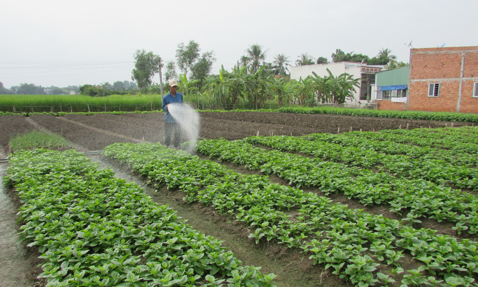 Bến Lức : Đẩy mạnh công tác chuyển giao khoa học kỹ thuật