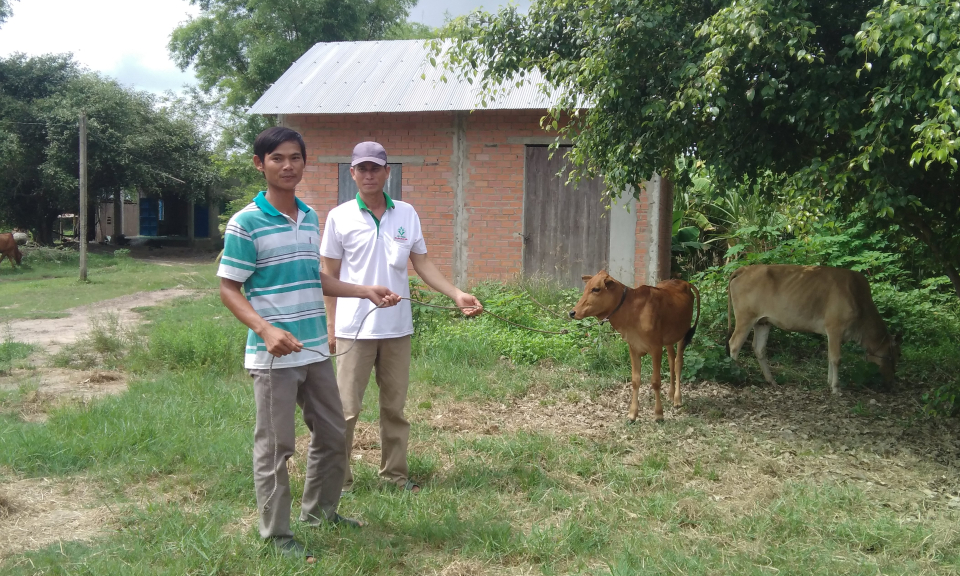 Đức Huệ chuyển giao bò giống cho hộ nghèo của xã Mỹ Quý Đông