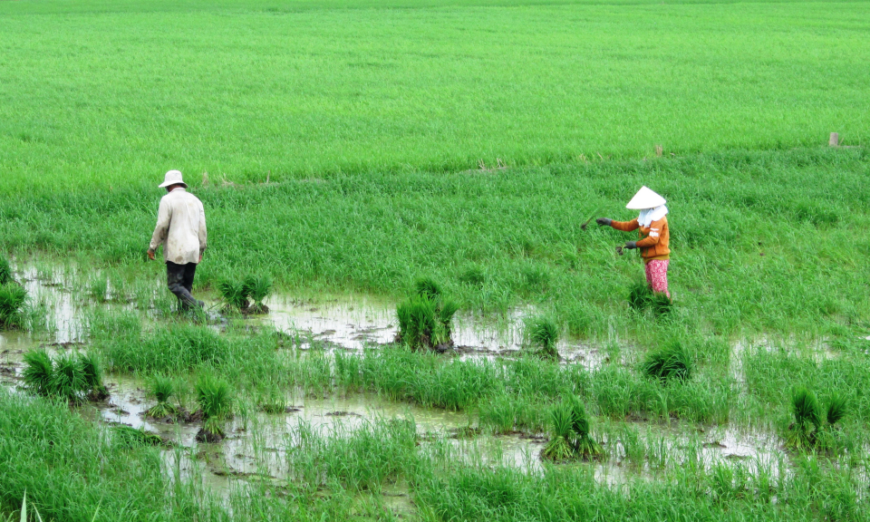 Mộc Hóa xuống giống lúa hè thu 22.000 ha