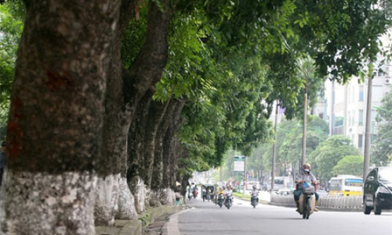 Bí thư Thành ủy Hà Nội Hoàng Trung Hải: Phải trả lời nhân dân rõ ràng về di dời 1.300 cây xanh