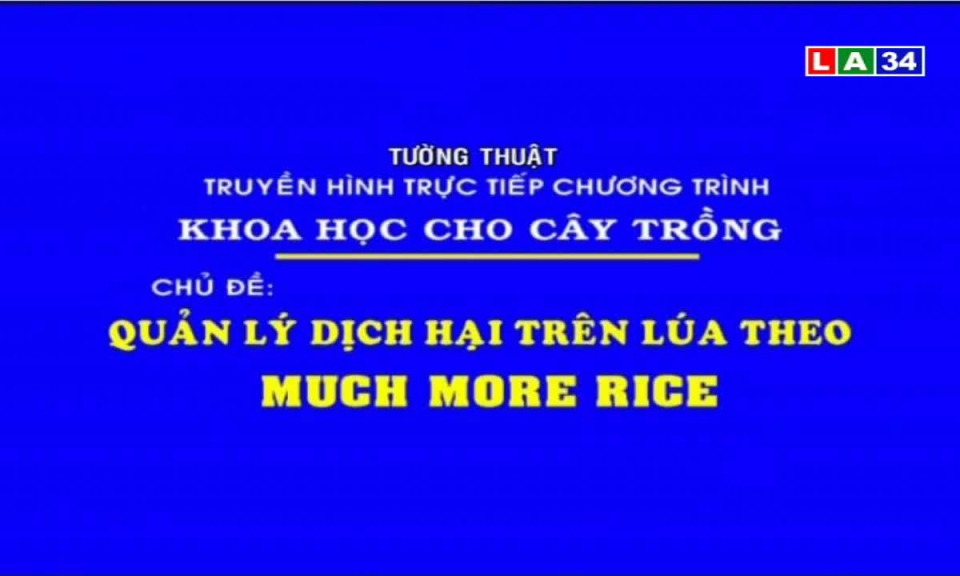 Quản lý dịch hại trên lúa theo Much More Rice
