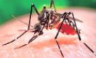 Ấn Độ che giấu thông tin về ca nhiễm virus Zika đầu tiên