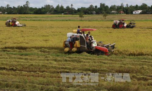 Sản lượng lúa Đông Xuân tại đồng bằng sông Cửu Long giảm