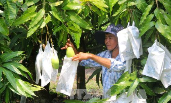 Xoài cát Hòa Lộc vào mùa nhưng không có thương lái thu mua