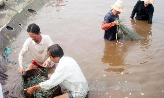 Tôm Việt tìm đường &#8216;bơi&#8217; vào các thị trường thế giới