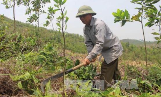 Tỷ phú trồng rừng ở Vĩnh Phúc