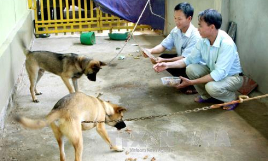 Cảnh báo nguy cơ tử vong do bệnh dại