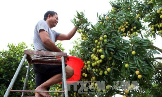 Vải lai chín sớm, Phù Cừ được mùa tăng giá