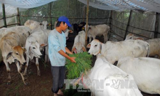 An Giang phát triển đàn gia súc theo quy mô tập trung