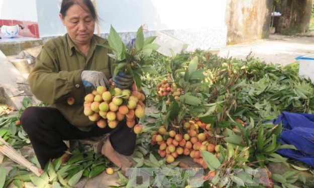 Thu nhập cao từ quả vải Thanh Hà