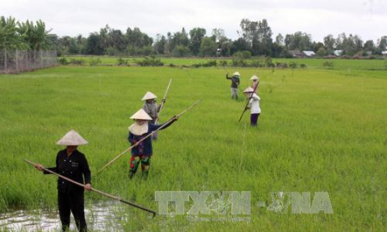 Đồng bằng sông Cửu Long sẽ xuống giống hơn 800.000 ha lúa Thu Đông