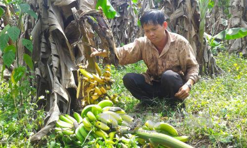 Để nông sản Việt thoát vòng luẩn quẩn “được mùa, mất giá”