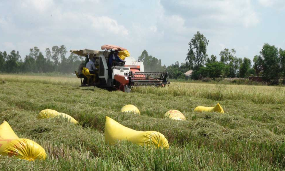 Tân Hưng thu hoạch trên 8000 ha lúa hè thu