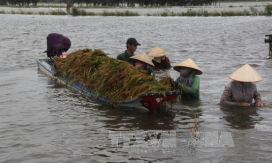 Khẩn trương bảo vệ vụ Hè Thu do lũ về sớm