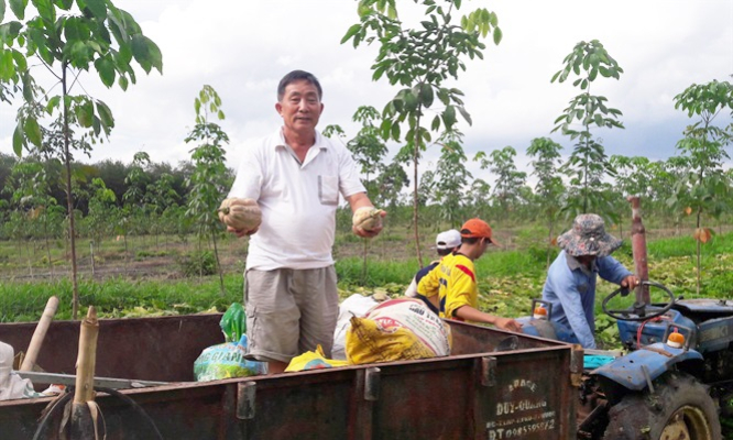 Bí đỏ Bình Phước mất mùa kép, nông dân trắng tay