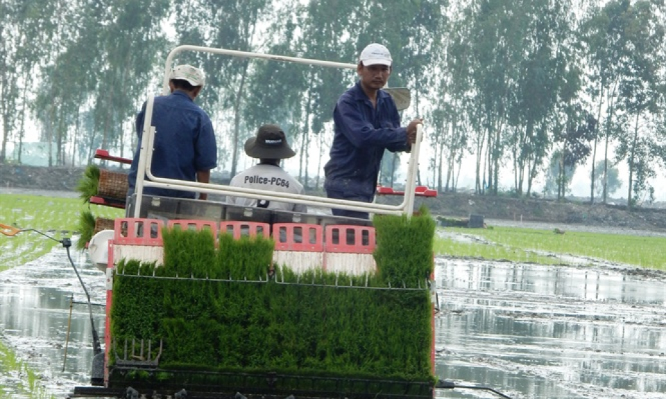 VnSAT liên kết sản xuất trên cánh đồng lớn