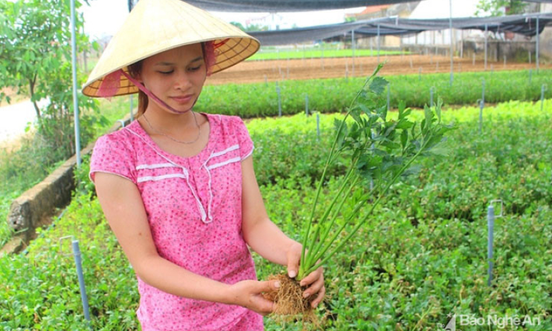 Trồng rau cần khô trong nhà lưới thu hàng trăm triệu đồng