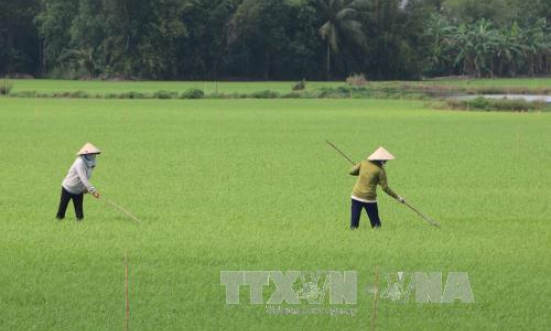 Đồng bằng sông Cửu Long đã gieo cấy hơn 355.000 ha lúa thu đông