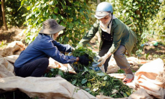 Thương lái Trung Quốc đang lũng đoạn thị trường hồ tiêu Việt Nam