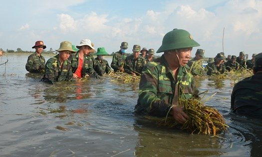 Xúc động Đại tá Chính ủy dầm mình trong lũ gặt lúa giúp người dân