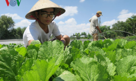 Nông dân Bình Thuận xây dựng thương hiệu rau an toàn