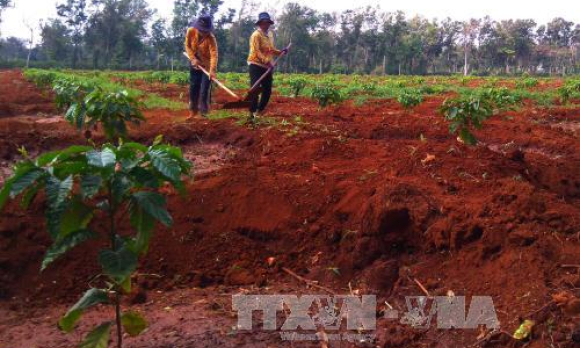 Bất cập trong vay vốn trồng tái canh cà phê