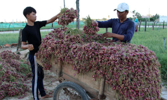 Nghề trồng hành, tỏi ở Lý Sơn