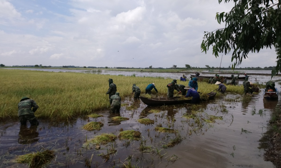 Long An khẩn trương cứu lúa chạy lũ sớm