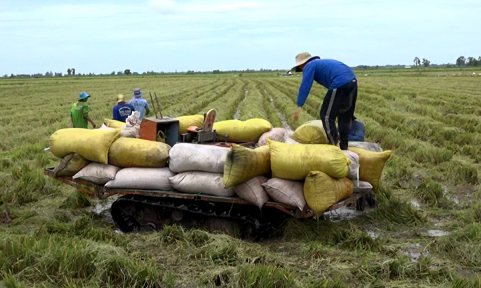 Vĩnh Hưng: Thu hoạch trên 20.000 ha lúa hè thu