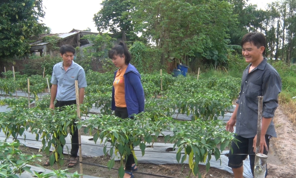 Giá ớt tăng cao nông dân phấn khởi