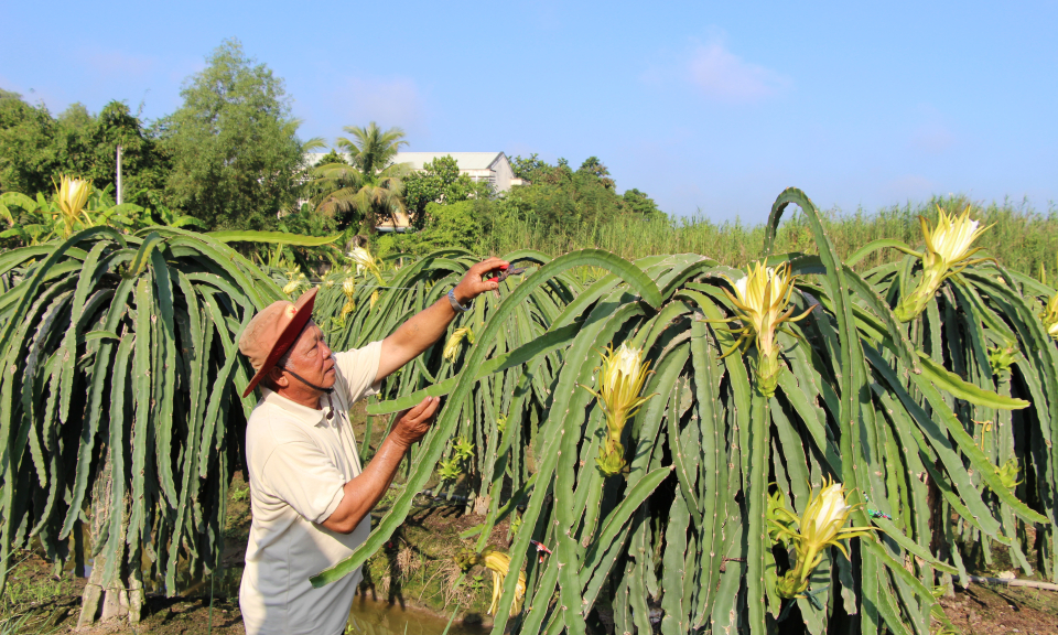 Hiệu quả kinh tế từ mô hình trồng thanh long